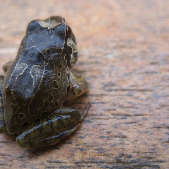 Giant Squeaker Frog Arthroleptis krokosua