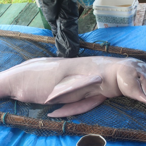Araguaia dolphin 2 600px