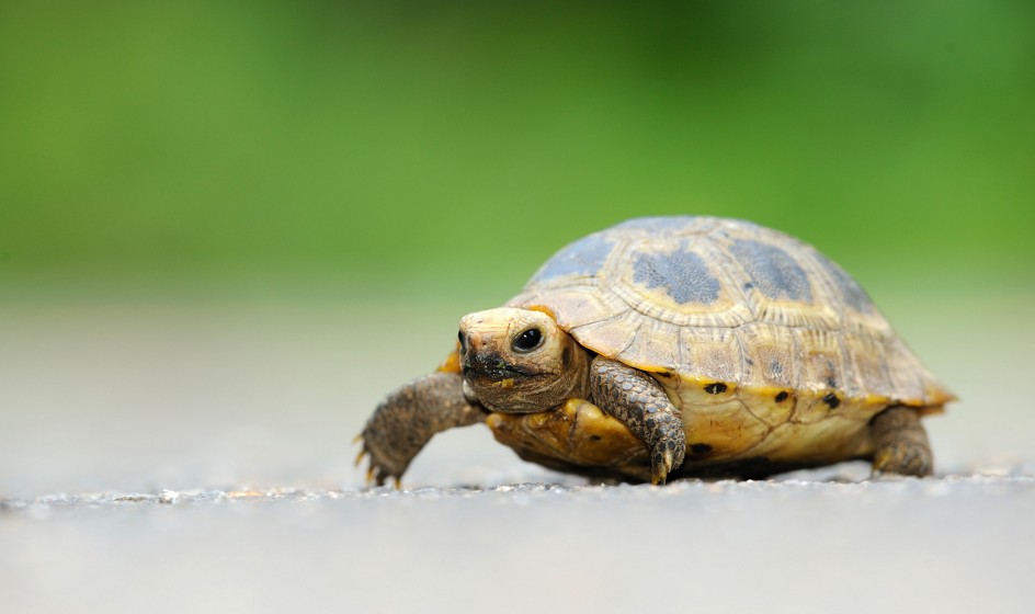 Elongated Tortoise flickr tontantravel CC BY SA