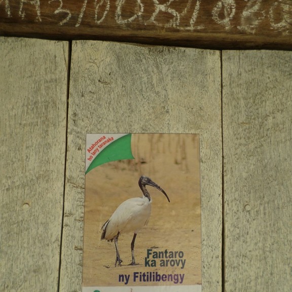 2022 057K Poster of the Madagascar sacred ibis
