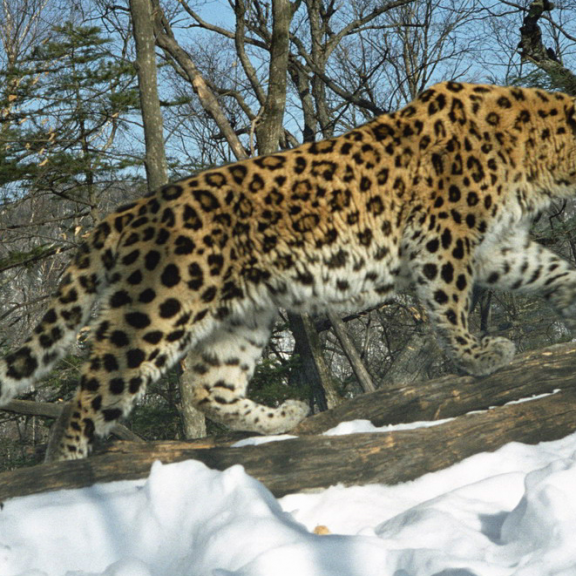 WCS_Amur leopard 2