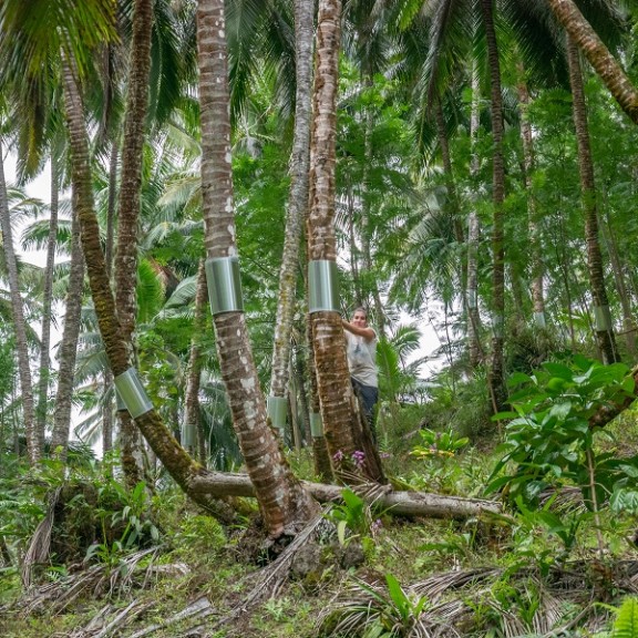 work with local community on Fatu Hiva coconut plantation protection against rats B Ignace2 600px
