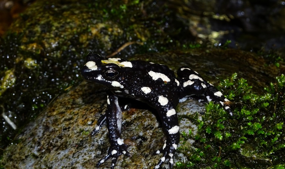 Female Atelopus arsyecue 1024px