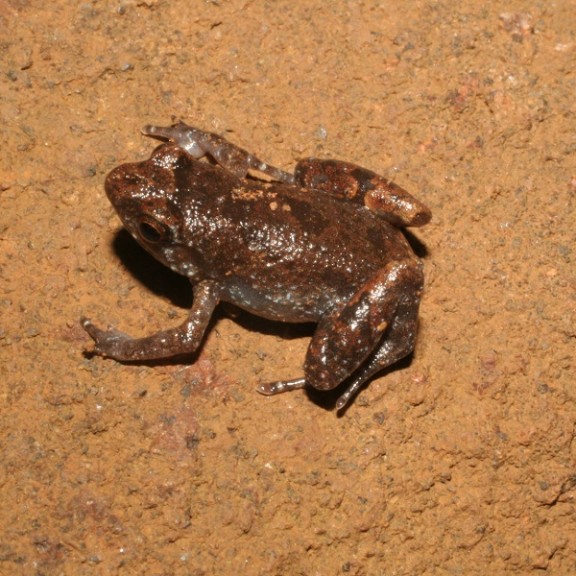 IMG 5184 Stumpffia garaffoi 600px