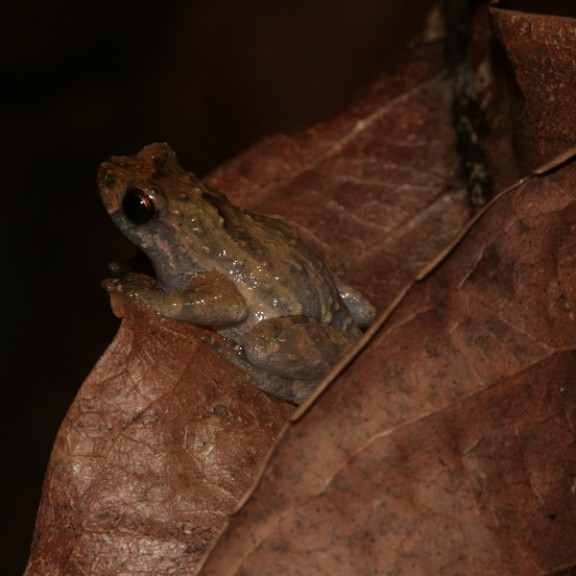 IMG 6674 Anodonthyla sp. aff. boulengeri Ca JX101750 600px