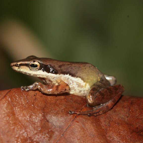 IMG 7196 Blommersia sp. aff. blommersae Ca JX101724 600px