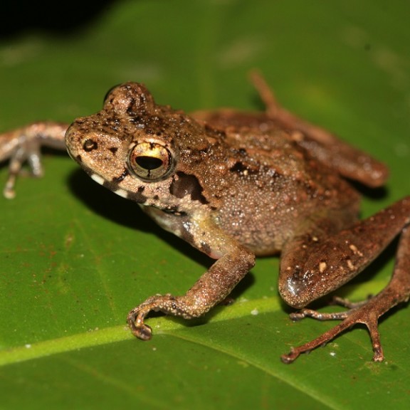 IMG 7231 Gephyromantis sp. Ca25 sp. aff. Boulengeri 600px