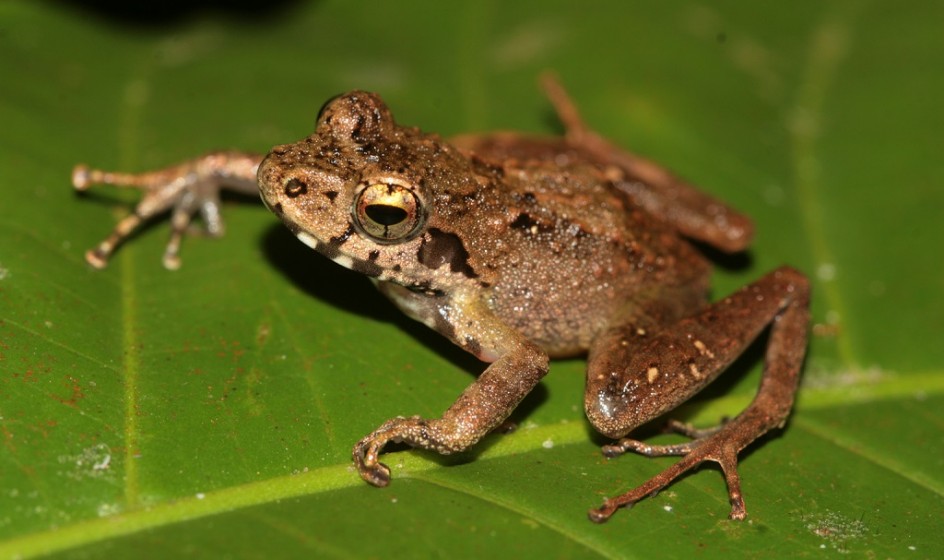 IMG 7231 Gephyromantis sp. Ca25 sp. aff. Boulengeri 1024px
