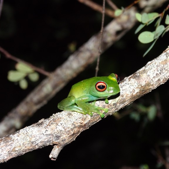 Boophis luteuscJulian Glos