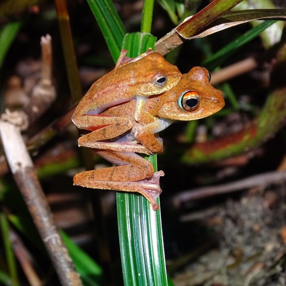 Boophis miniatus AmplexuscJulian Glos
