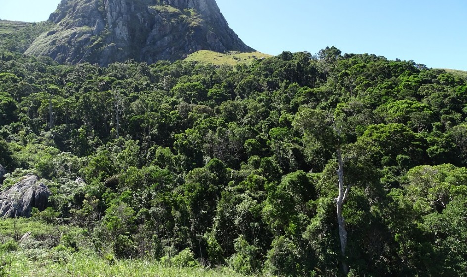 WaldfragmentcJulian Glos