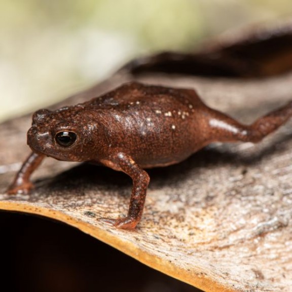 Melanophryniscus setiba Pedro Peloso Restinga Toadlet 1 800px