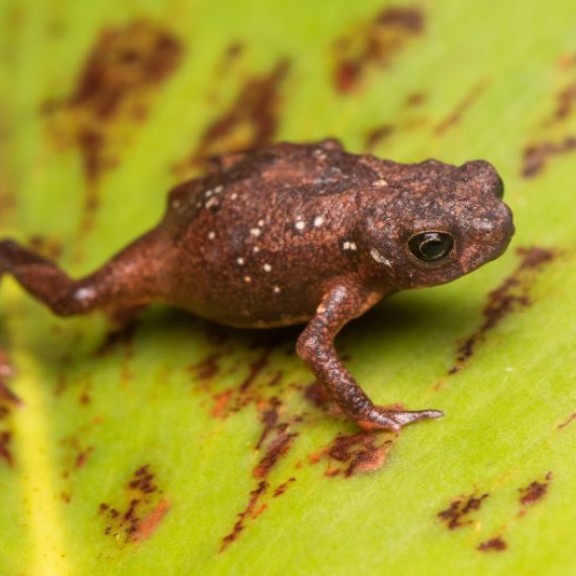 Melanophryniscus setiba Pedro Peloso Restinga Toadlet 2 800px