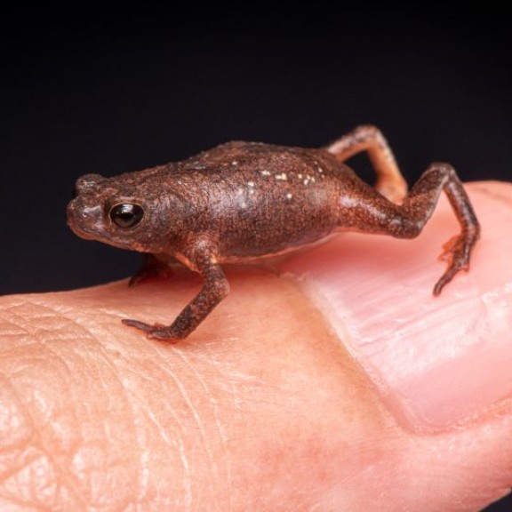 Melanophryniscus setiba Pedro Peloso Restinga Toadlet 3 800px