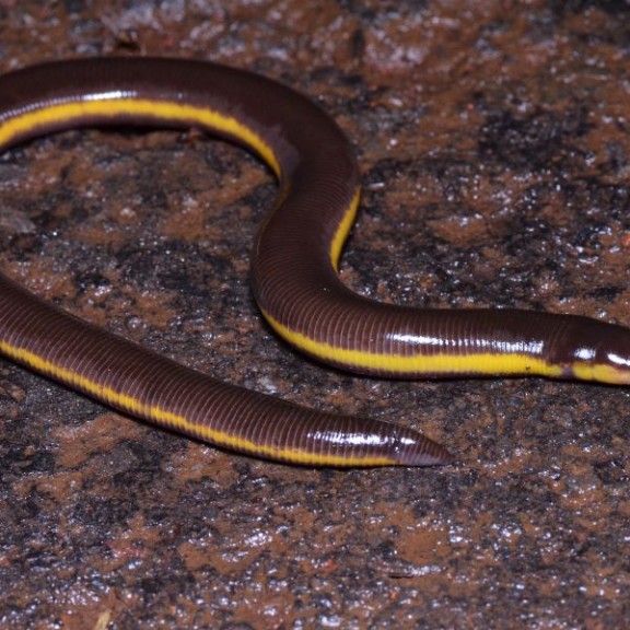 2024 83A Ichthyophis davidi 1 Vishal Kumar Prasad 600px