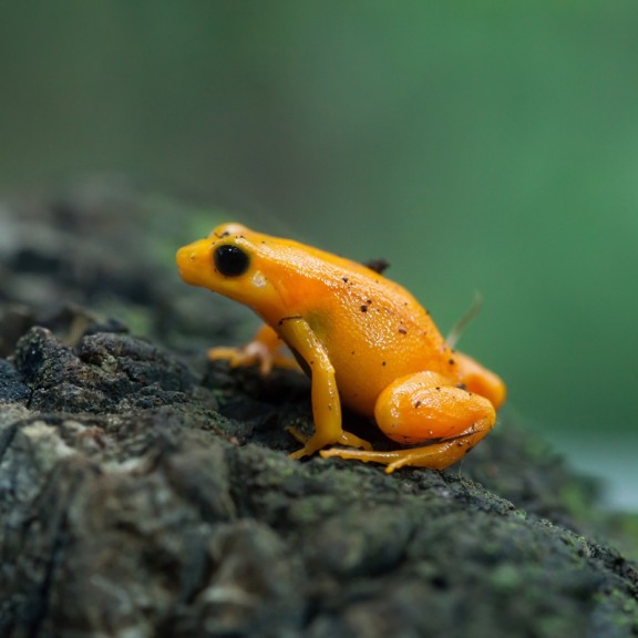 Mantella aurantiaca by Garth Cripps 800px