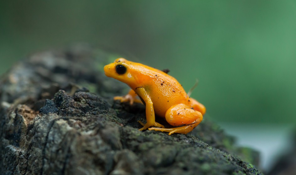 Mantella aurantiaca by Garth Cripps