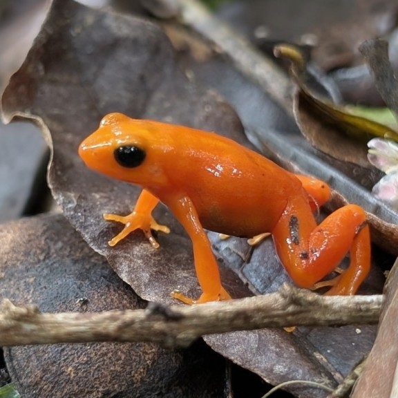 Mantella aurantiaca by Harilefitra Madagasikara Voakajy 800px