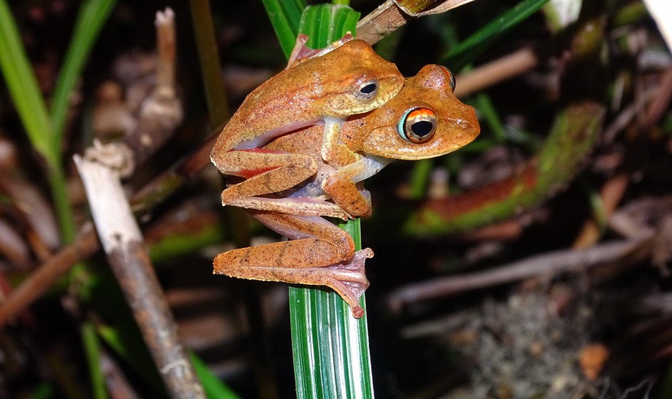 Boophis miniatus Amplexus