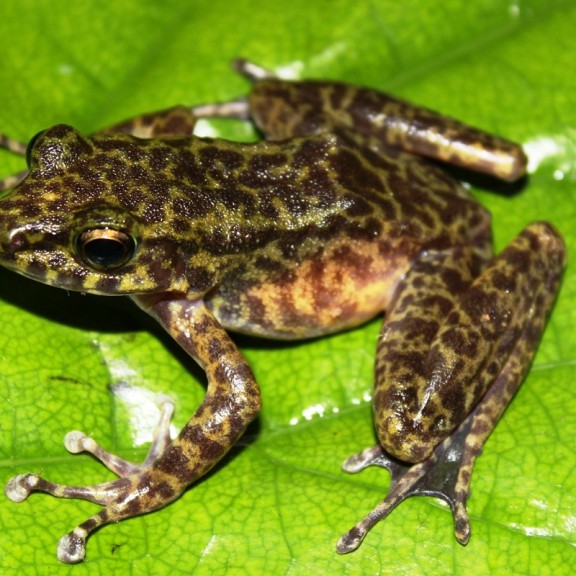 Odorrana lipuensis   Pham The Cuong 800px