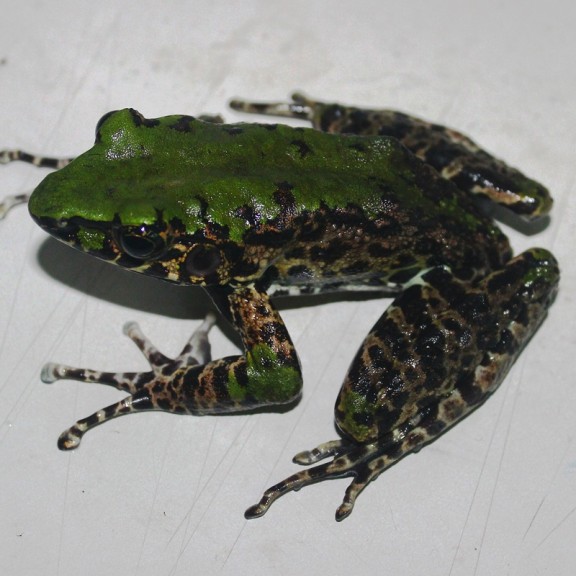 Odorrana mutschmanni   Pham The Cuong 800px