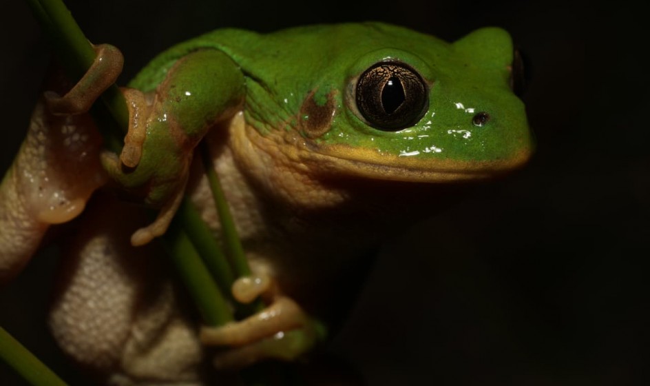 Long toed Tree Frog Underberg Keir Lynch November 2025