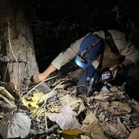 Teresterial herpetofauna sampling 800px