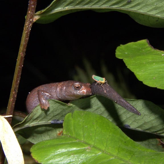 Bolitoglossa tamaense 800px