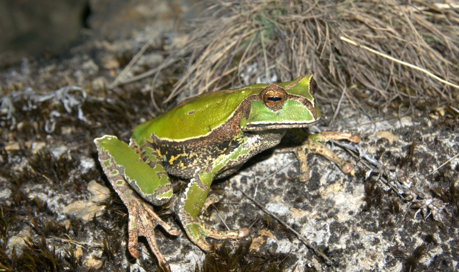 Gastrotheca helenae