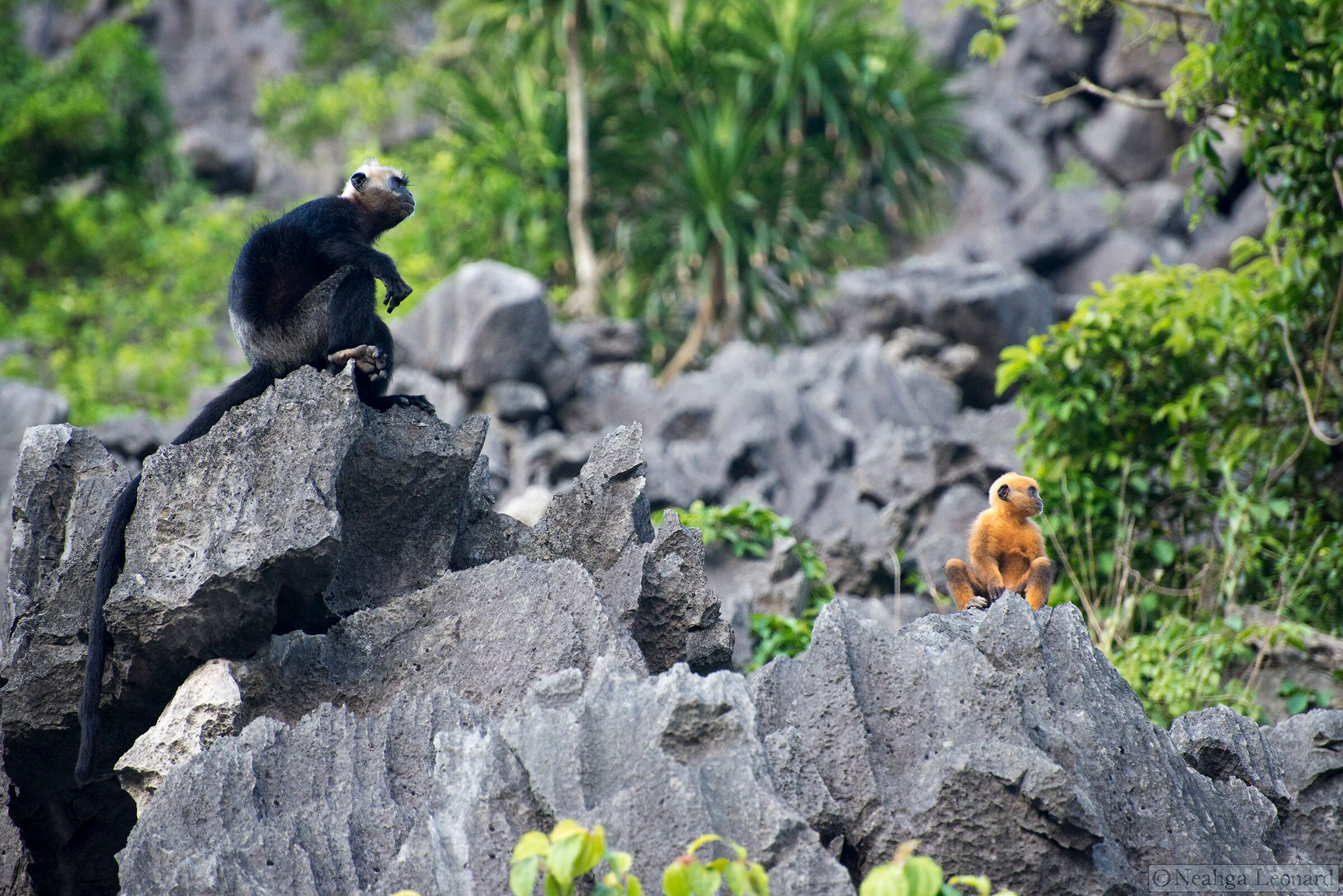 Adult and infant Cat Ba Langur