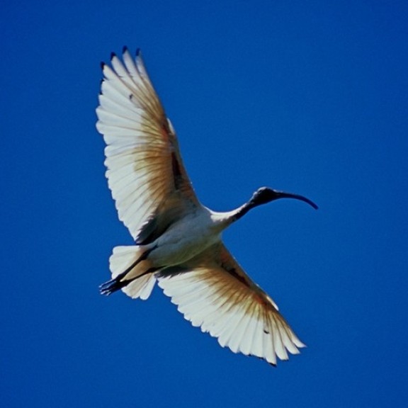 Ibis