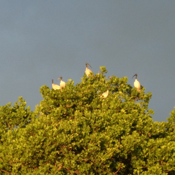 Madagascar sacred ibis Bristol Zoological Society Mikajy Natiora Association
