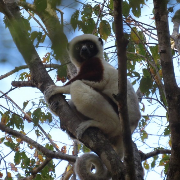 Propithecus verreauxi coquereli RM Wailine a 600px