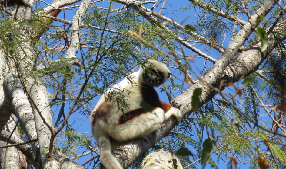 Propithecus verreauxi coquereli RMWailine c 1024px