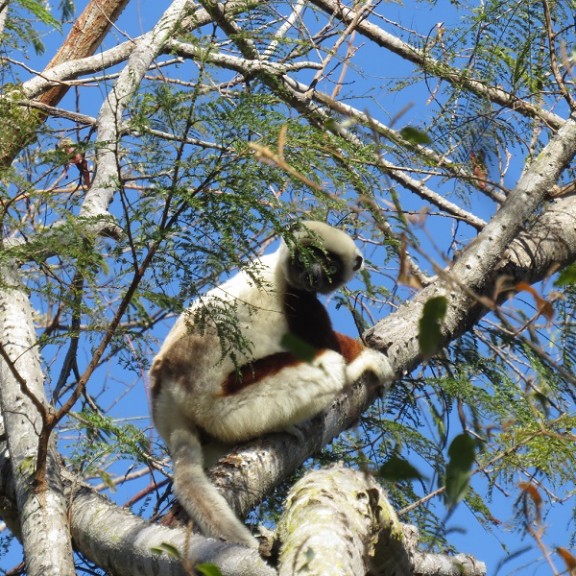 Propithecus verreauxi coquereli RMWailine c 600px