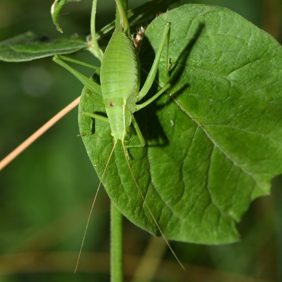 Bush cricket FEMALE 600px