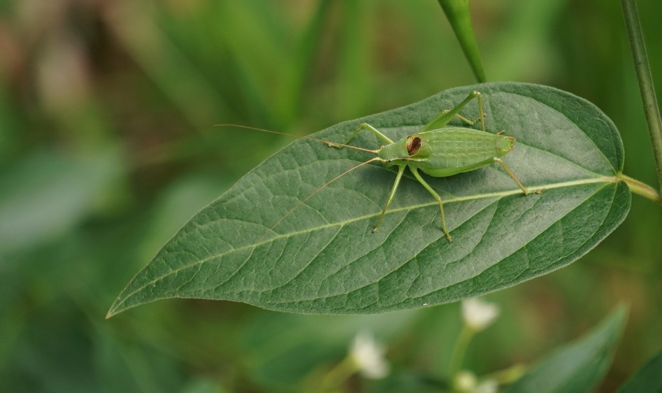 Bush cricket MALE 1024px