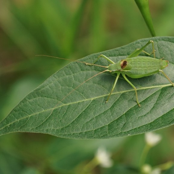 Bush cricket MALE 600px