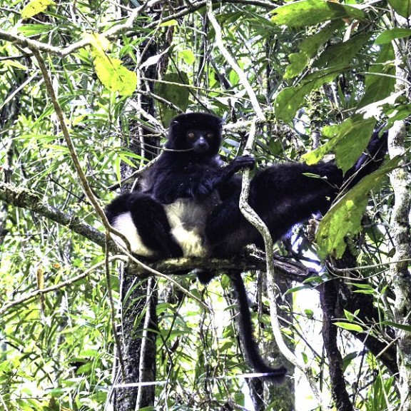 Milne Edwards Sifaka 600px