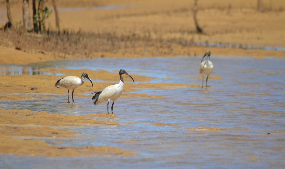 Madagascar sacred ibis c Mikajy Natiora Association 1024px