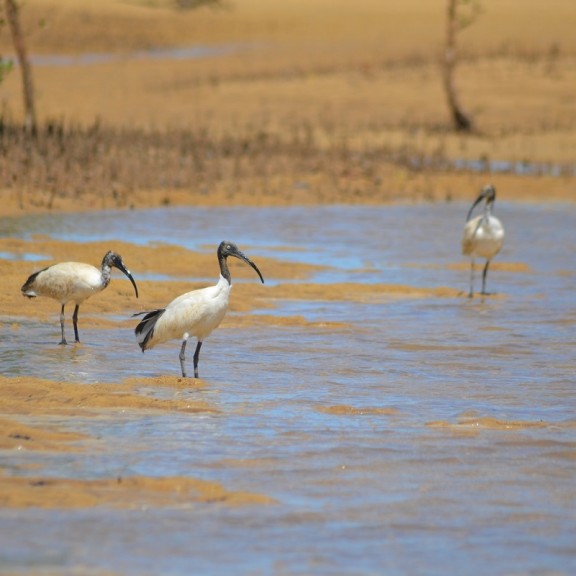 Madagascar sacred ibis c Mikajy Natiora Association 800px