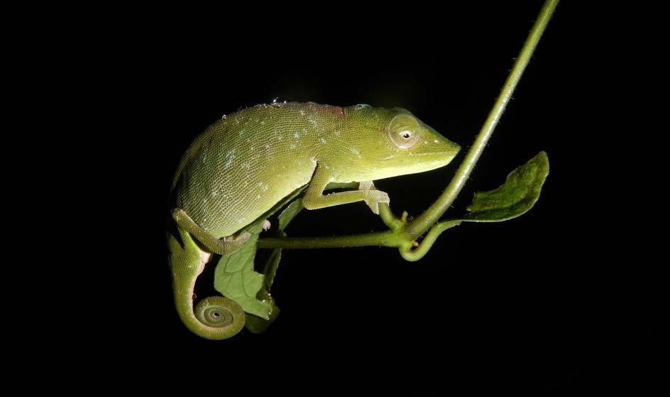 1 Tarzan chameleon male 1024px