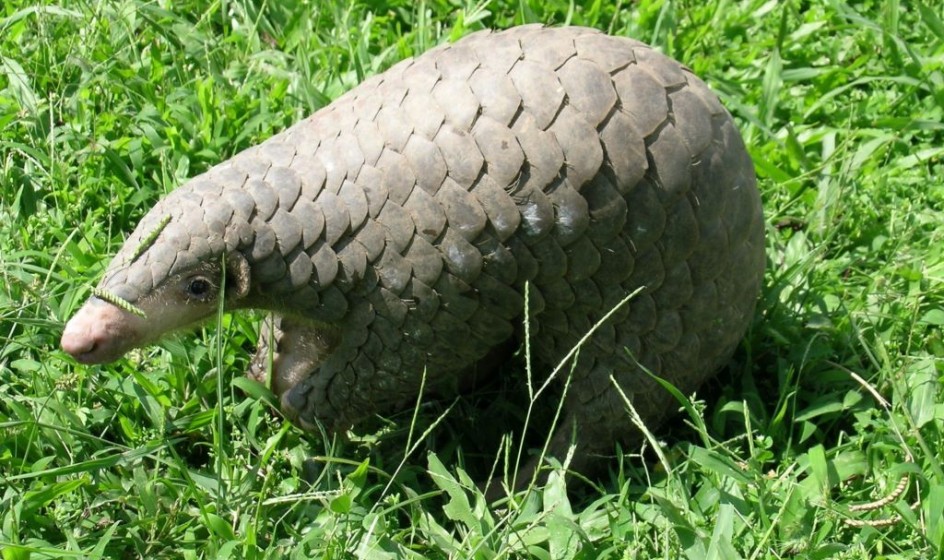 Chinese pangolin Manis pentadactylacSarita Inawali 1024