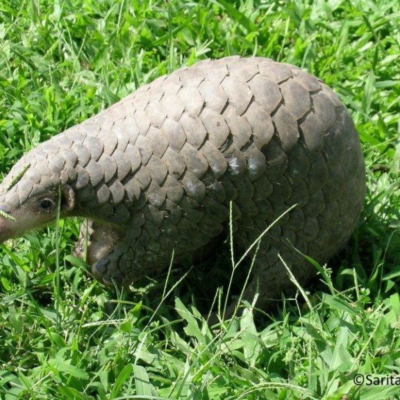 Chinese pangolin Manis pentadactylacSarita Inawali 800px