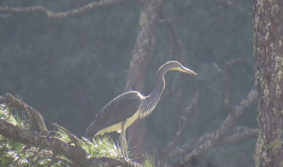 2022 53KF Samiran Patgiri Kaiserreiher A White bellied Heron on Pinus merkusii in Walong 1024