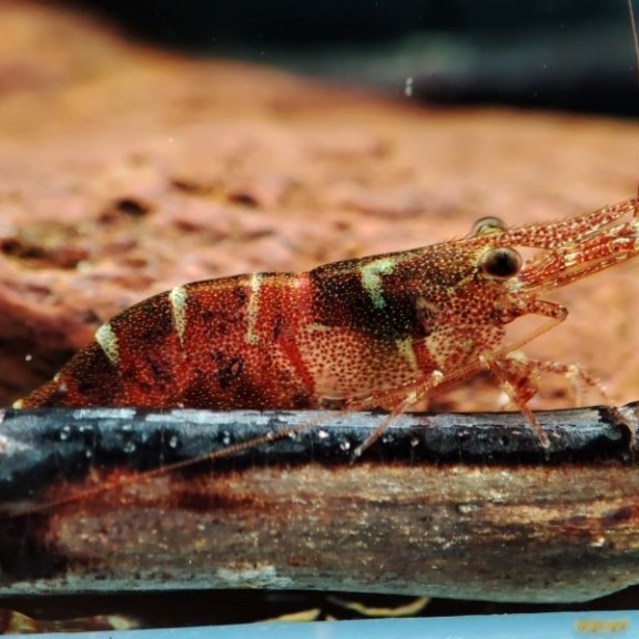 13.Caridina loehaeIqram 800px