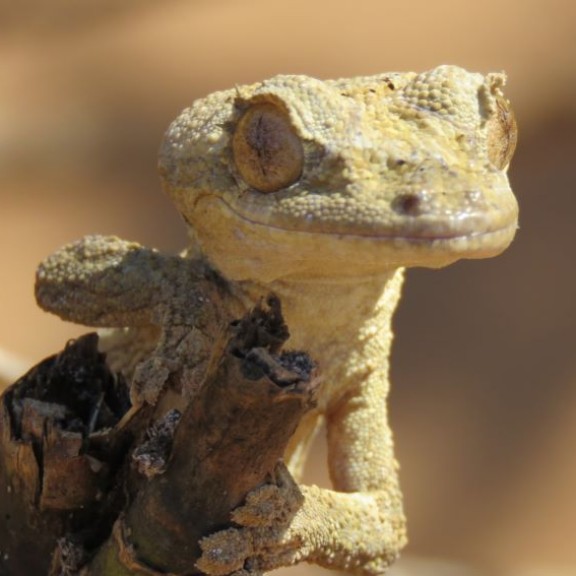 Uroplatus ebenaui1cRabemanjara cut 800px