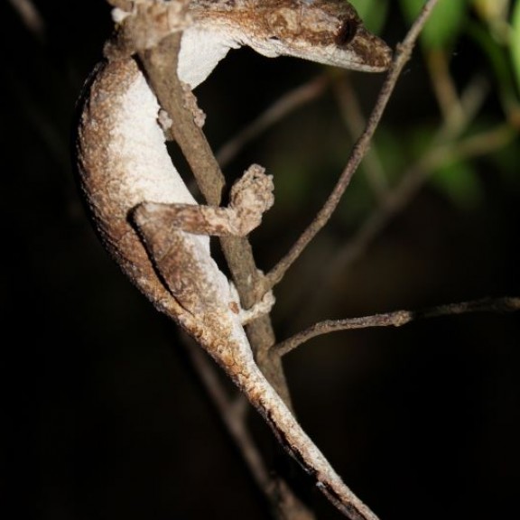 Uroplatus guentheri2 12 2023cRabemananjara Paul Bienvenu 800px