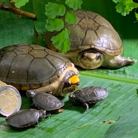 Kinosternon Vogti IMG 4154cPeterPraschag 800px