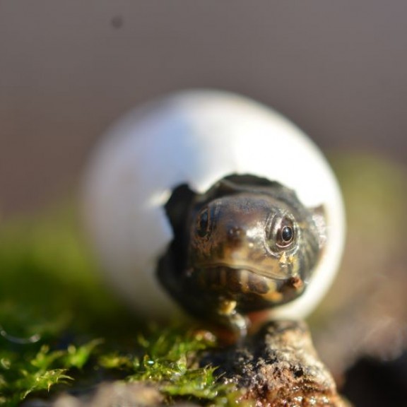 Kinosternon vogt DSC 0257cPeterPraschag 800px